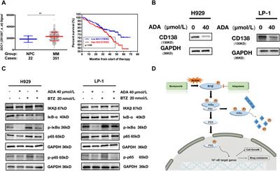 Multidimensional role of adapalene in regulating cell death in multiple myeloma